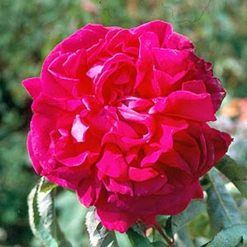 Remontant Rosen (Remontant Hybriden) - Gloire de Ducher