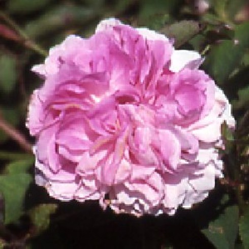 Rosa Gallica (Essig-Rose) - Gloire de France