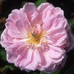 Rosa Damascena (Damaszenerrosen) - Gloire de Guilan