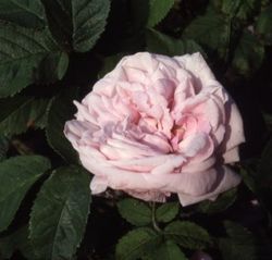 Moosrosen (Rosa Centifolia Muscosa) - Gloire des Mousseux