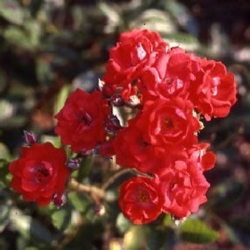 Polyantha Rosen und ältere Floribundas - Gloria Mundi