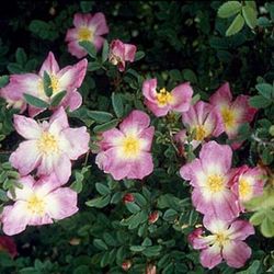 Rosa Pimpinellifolia (Bibernell-Rose) - Glory of Edzell