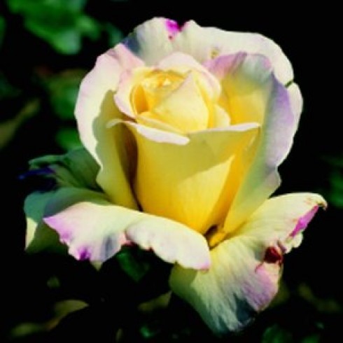 Teehybriden - Golden Dawn