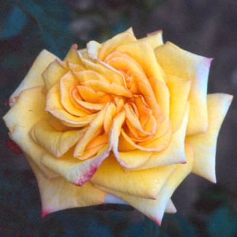 Teehybriden - Golden Jubilee