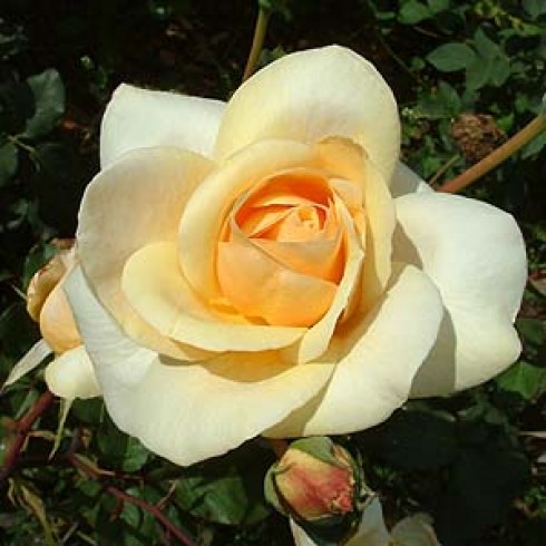 Teehybriden - Golden Melody