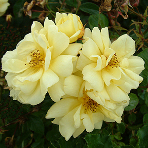 Floribunda Rosen (Büschelblüher) - Golden Memories