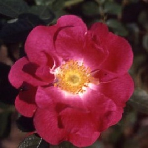Schottische Zaunrosen und Canina Hybriden - Greenmantle