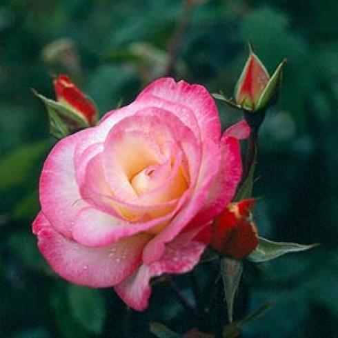 Moderne Kletterrosen - Handel