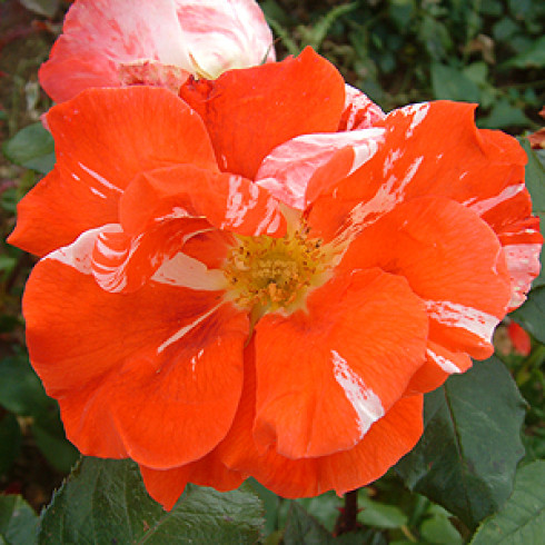 Floribunda Rosen (B�schelbl�her) - Hanky Panky