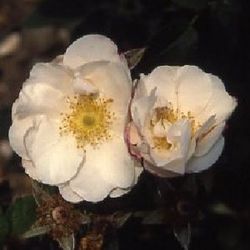 Schottische Zaunrosen und Canina Hybriden - Hebe's Lip