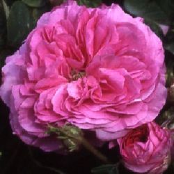 Rosa Gallica (Essig-Rose) - Henri Fouquier
