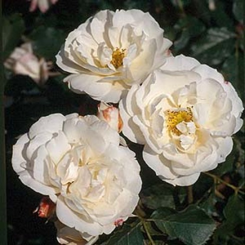 Floribunda Rosen (Büschelblüher) - Horstmann's Rosenresli