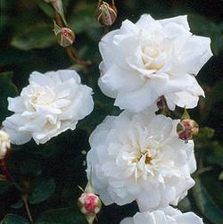 Floribunda Rosen (B�schelbl�her) - Irene of Denmark