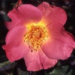 Teehybriden - Irish Fireflame