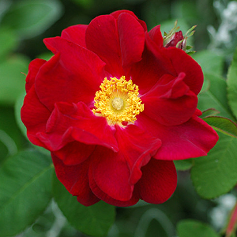 Rosa Gallica (Essig-Rose) - James Mason