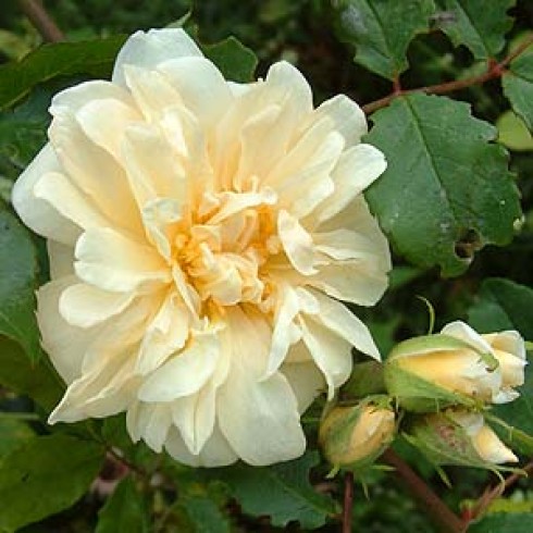 Polyantha Rosen und ältere Floribundas - Jenny Wren