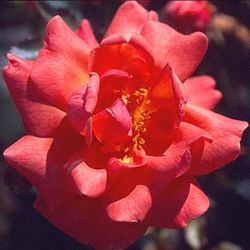 Floribunda Rosen (B�schelbl�her) - Jiminy Cricket