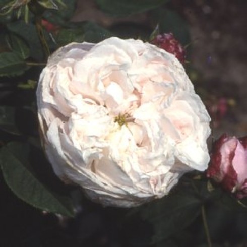 Rosa Centifolia - Juno