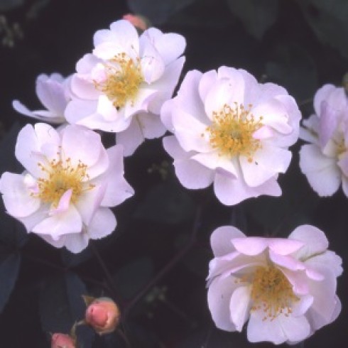 Rosa Moschata - Kathleen