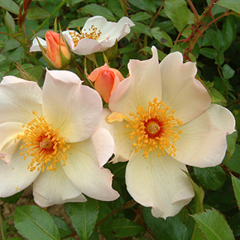 Moderne Kletterrosen - Keith Maughan