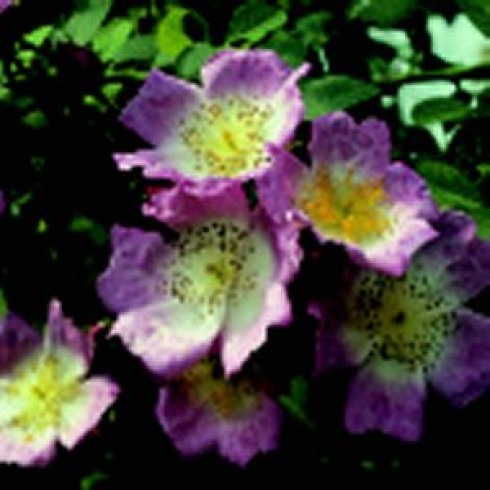 Soulieana Hybriden - Kew Rambler