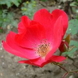Floribunda Rosen (B�schelbl�her) - Kirsten Poulsen