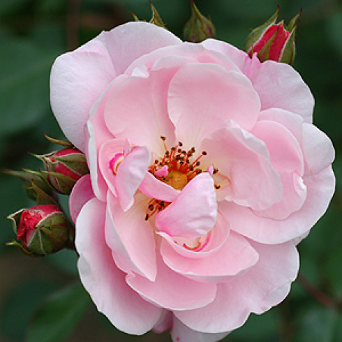 Moderne Strauchrosen - Kittys Rose