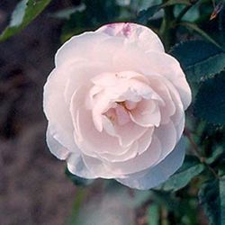 Noisette Rosen und nahe Verwandte - L'Abundance