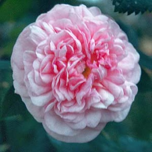 Rosa Damascena (Damaszenerrosen) - La Ville de Bruxelles