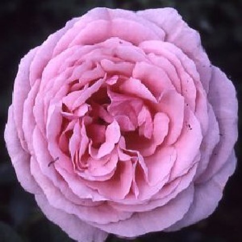 Teehybriden - Lady Alice Stanley
