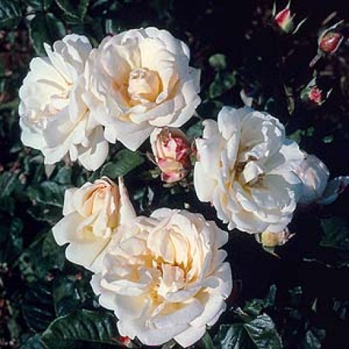 Floribunda Rosen (Büschelblüher) - Lady Romsey