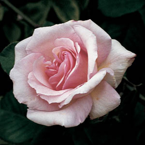 Teehybriden - Lady Sylvia Climber
