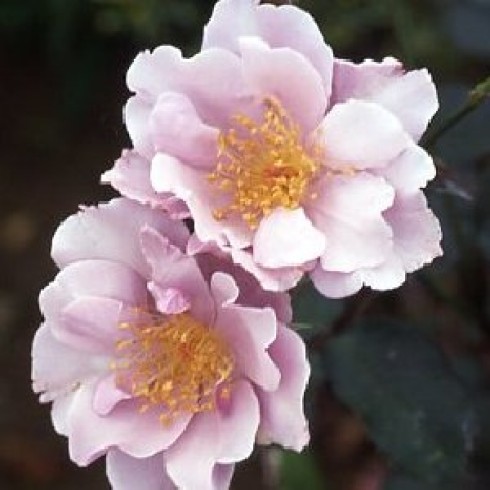 Floribunda Rosen (B�schelbl�her) - Lagoon