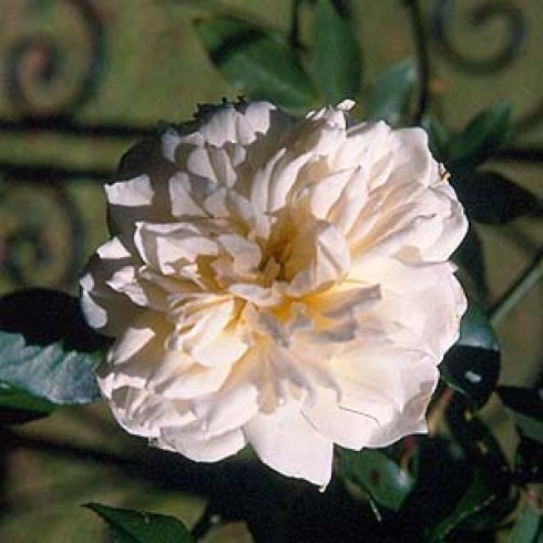 Noisette Rosen und nahe Verwandte - Lamarque
