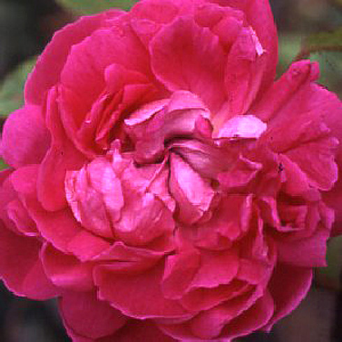 Moosrosen (Rosa Centifolia Muscosa) - Laneii