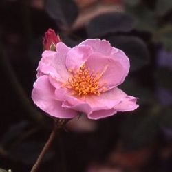 Floribunda Rosen (B�schelbl�her) - Lilac Charm