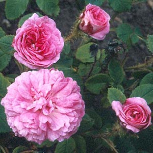 Moosrosen (Rosa Centifolia Muscosa) - Little Gem