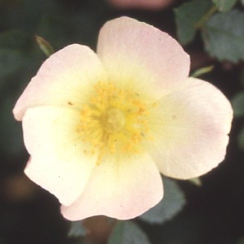 Schottische Zaunrosen und Canina Hybriden - Lord Penzance