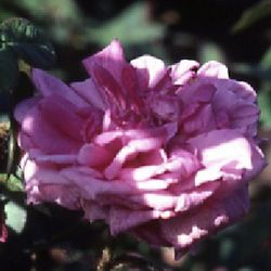 Moosrosen (Rosa Centifolia Muscosa) - Louis Gimard