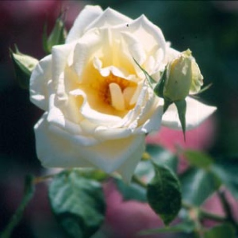 Noisette Rosen und nahe Verwandte - Louise d'Arzens