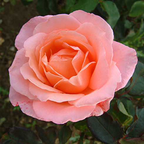 Teehybriden - Lovely Lady
