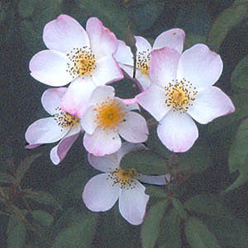 Moderne Strauchrosen - Lyda Rose