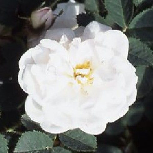 Schottische Zaunrosen und Canina Hybriden - Manning's Blush