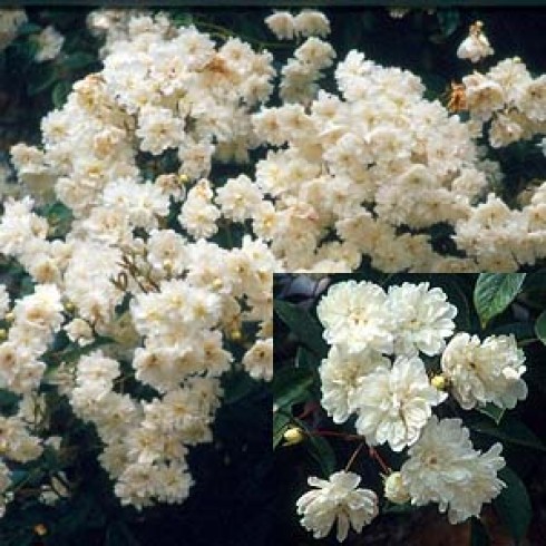 Kletterrosen und Rambler - zusammengefasst - Mannington Cascade
