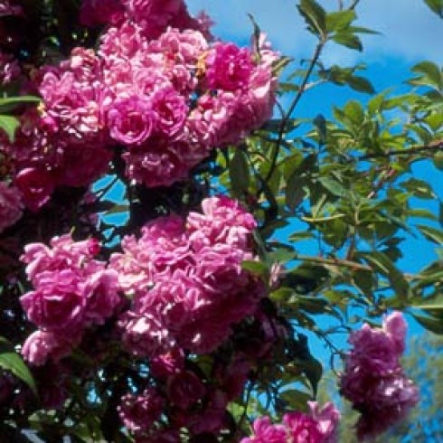 Kletterrosen und Rambler - zusammengefasst - Mannington Mauve Rambler
