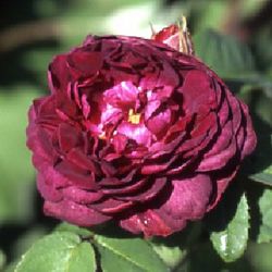 Rosa Gallica (Essig-Rose) - Marcel Bourgouin