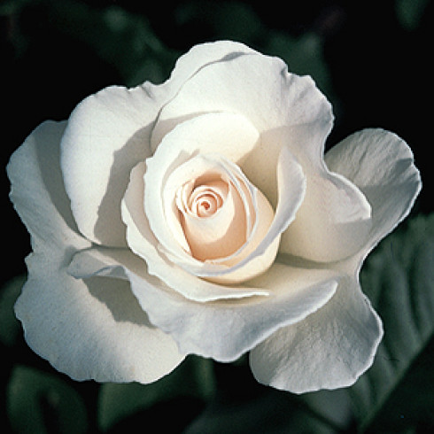 Floribunda Rosen (B�schelbl�her) - Margaret Merril