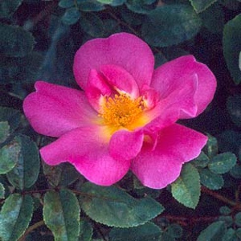 Moderne Strauchrosen - Marguerite Hilling