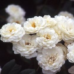 Polyantha Rosen und �ltere Floribundas - Marie Parvie