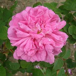 Moosrosen (Rosa Centifolia Muscosa) - Marie de Blois